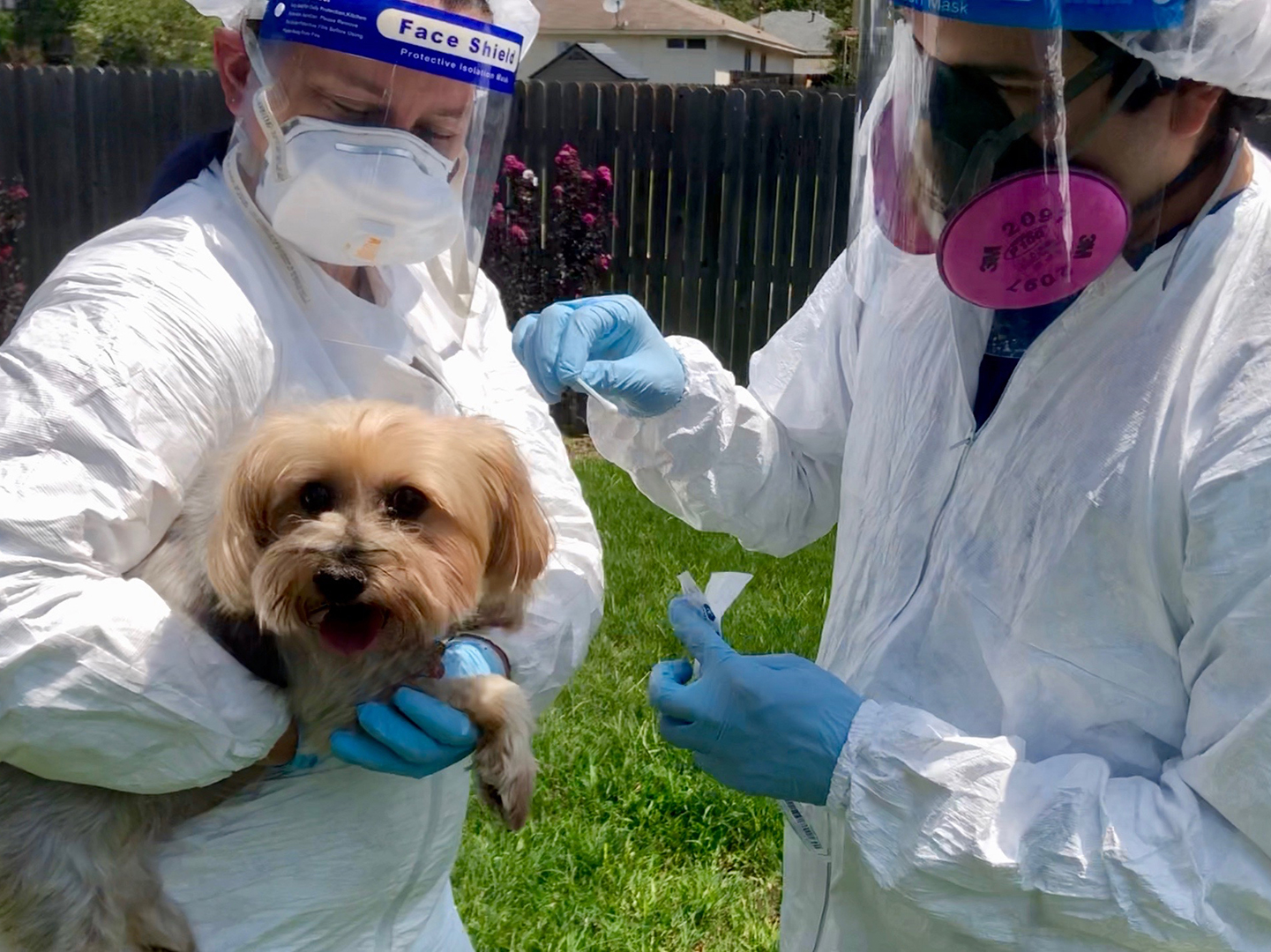 Two scientists in white lab coats and personal protective equipment swab a small yorkie dog