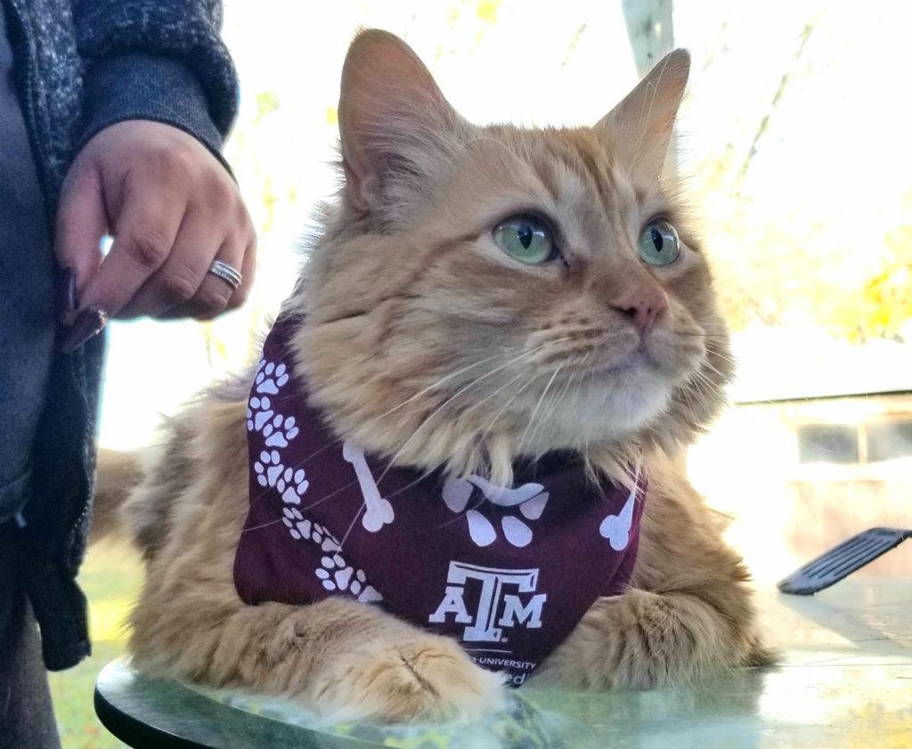 An orange tabby cat from the COVID-19 & Pets study in a maroon Texas A&M bandana