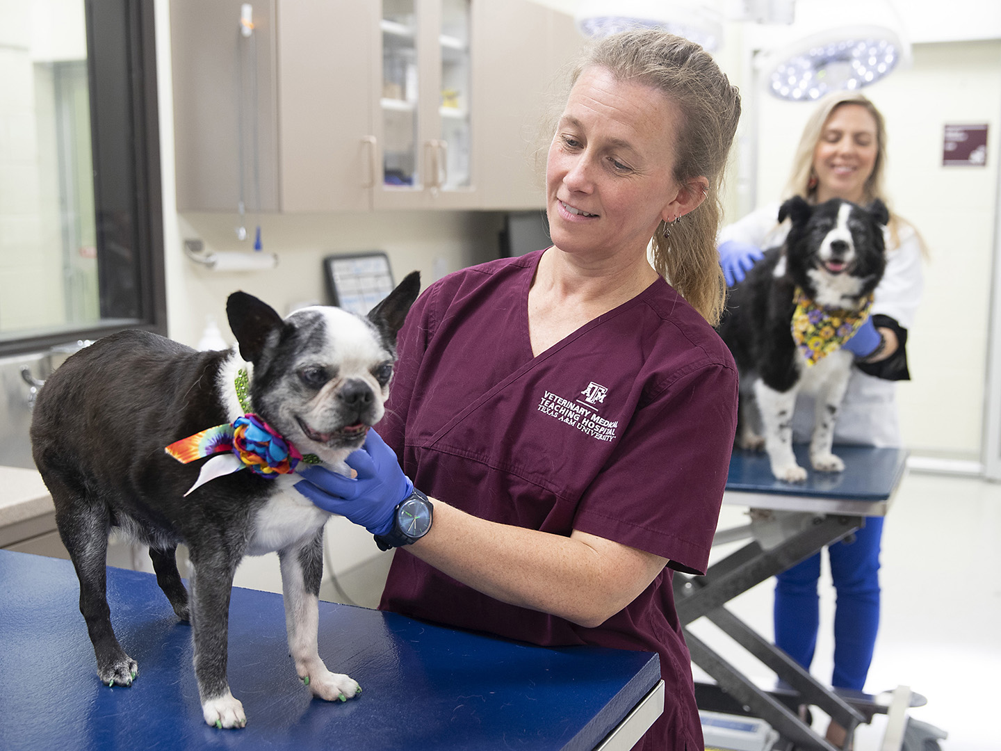 Creevy examines Patty, an elderly Boston Terrier