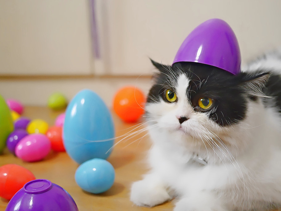 A cat with an Easter egg on its head