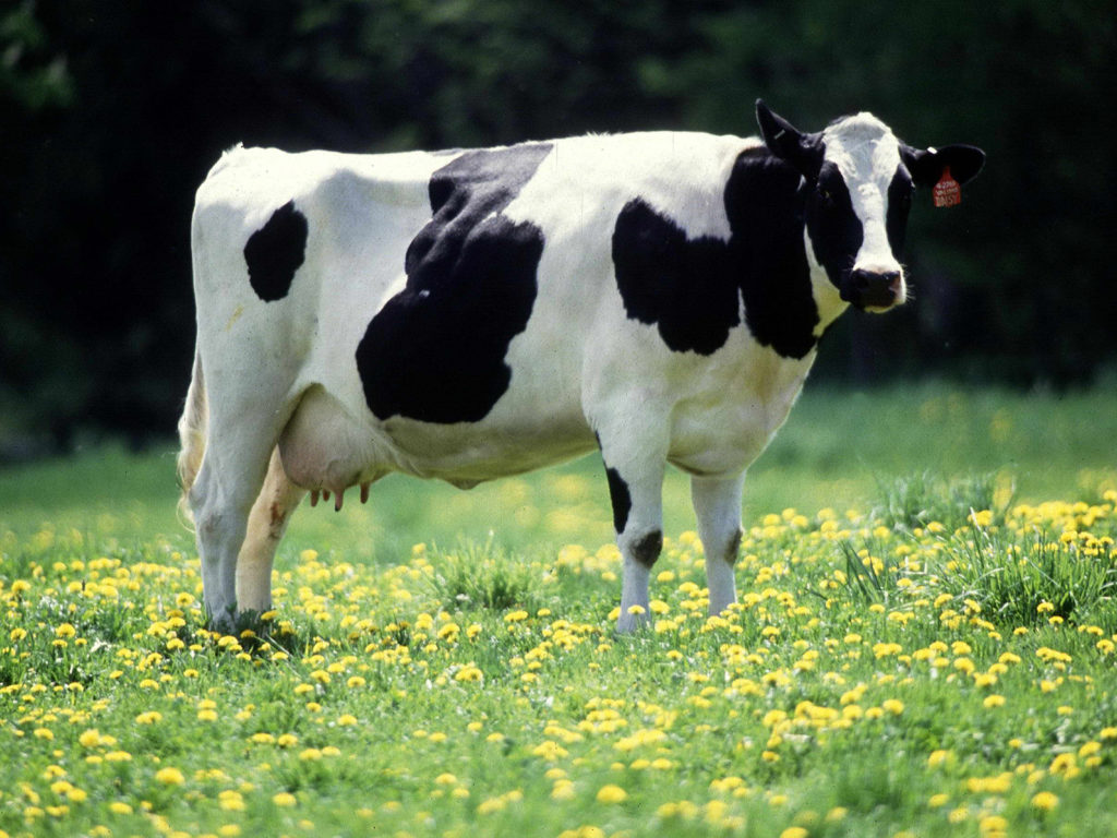 a dairy cow in a field of flowers
