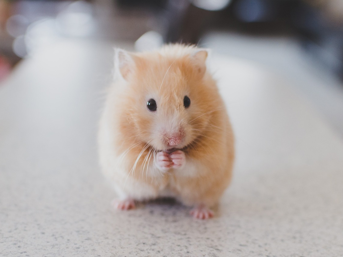 How long do Hamsters Live? - Animal Corner