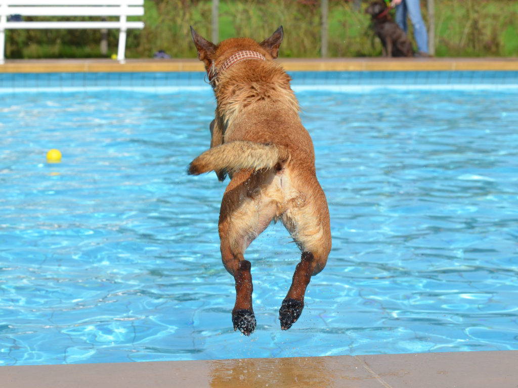 A brown dog jumping into a pool