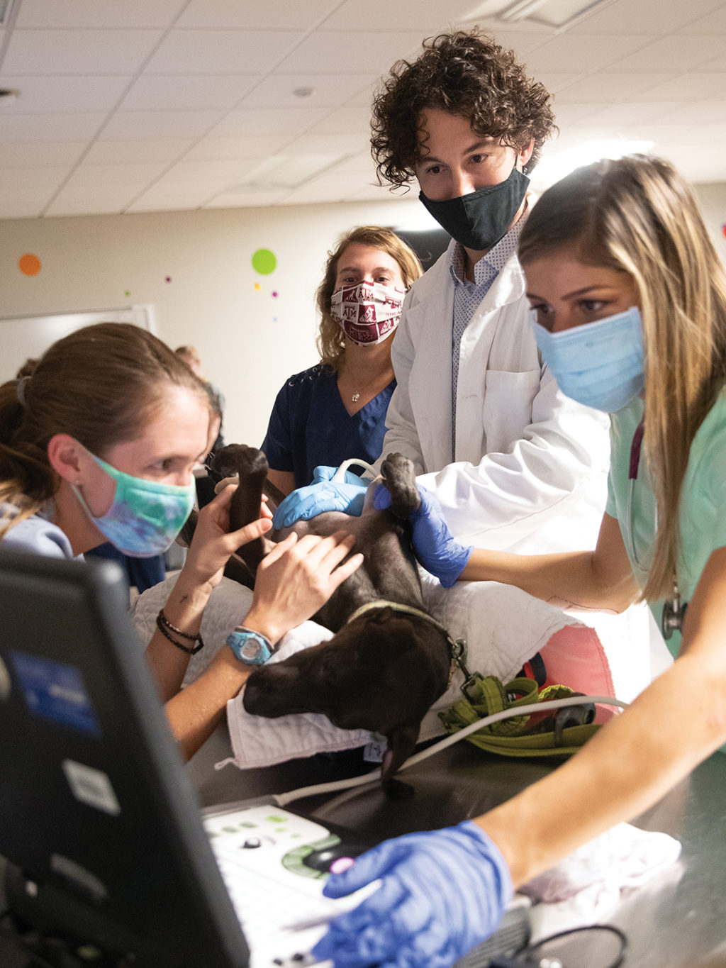 Students perform an ultrasound on a black dog