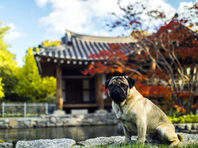 A pug sits in front of Asian architecture