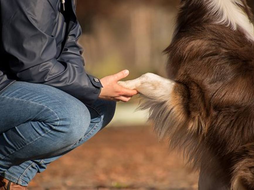 The Human-Animal Bond | Pet Talk | VMBS News