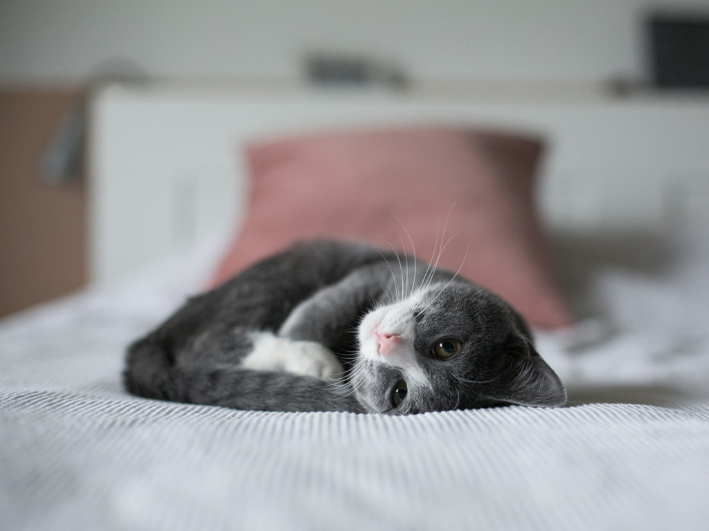 A grey cat laying curled up on a bed