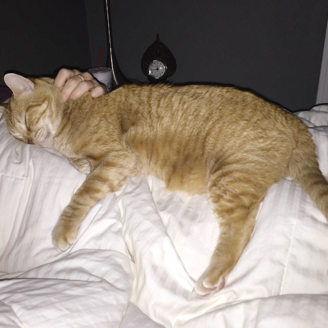 An orange tabby cat sleeping in bed