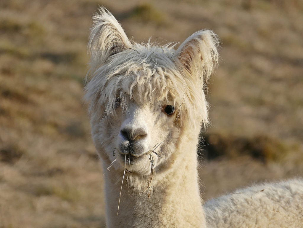 A white alpaca with long hair