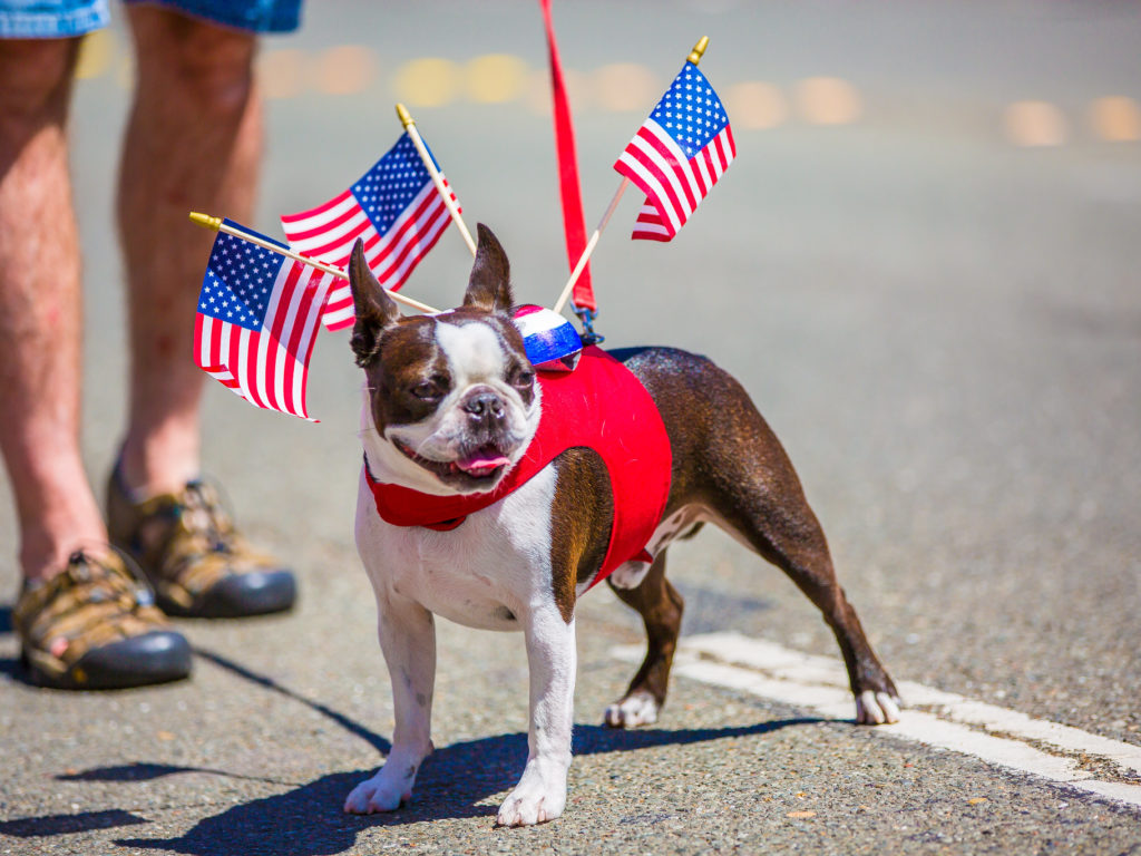A Boston terrier wearing a red harness with three American flags attached to it