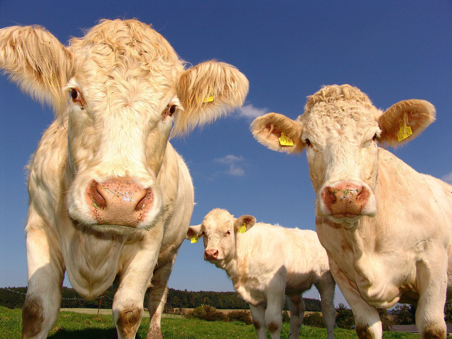 The Warning Signs Of Rabies In Cattle | VMBS News