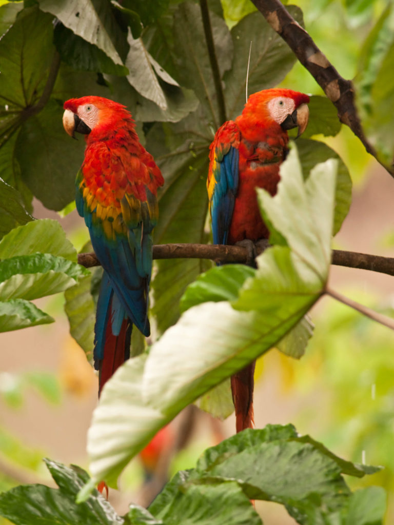 Two scarlet macaws sitting in a tree, one wearing a satellite tracking collar