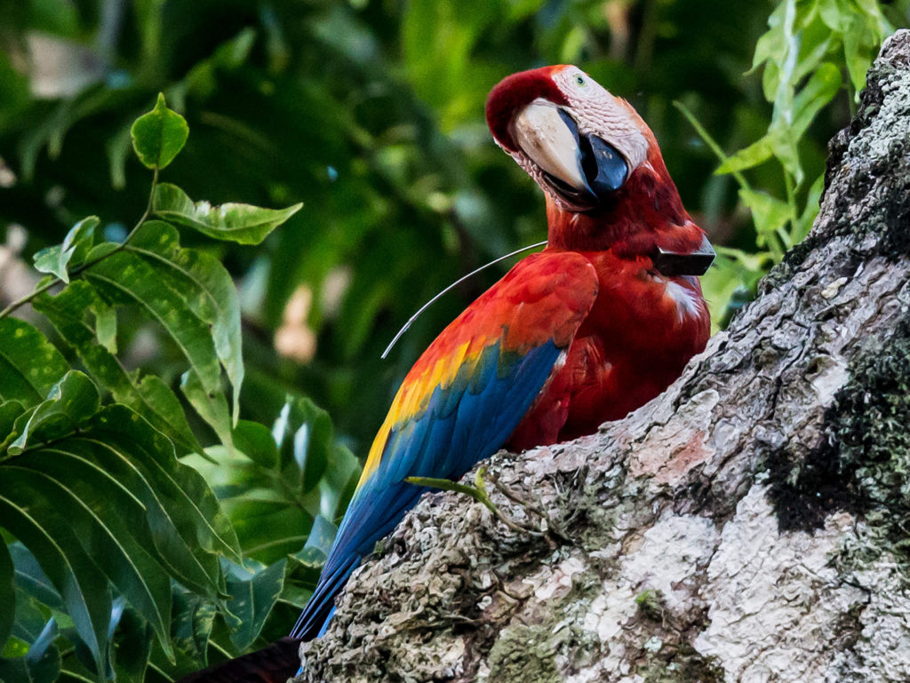 A scarlet macaw wearing a satellite tracking collar