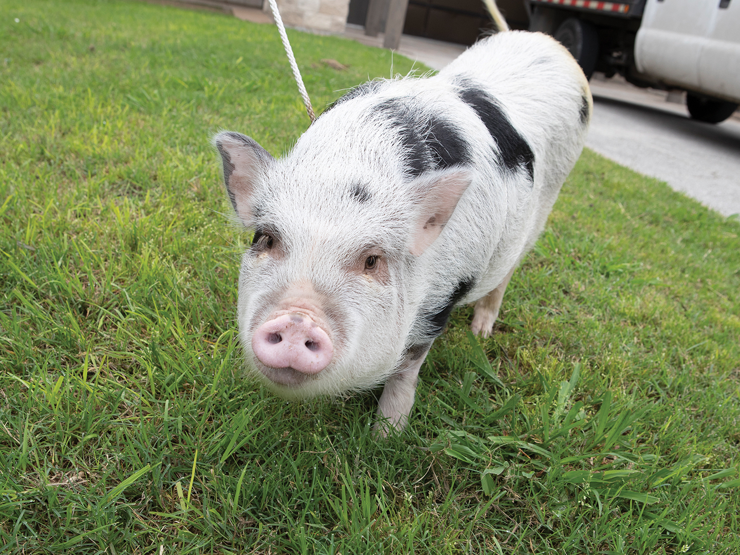 A white pig with black spots on grass