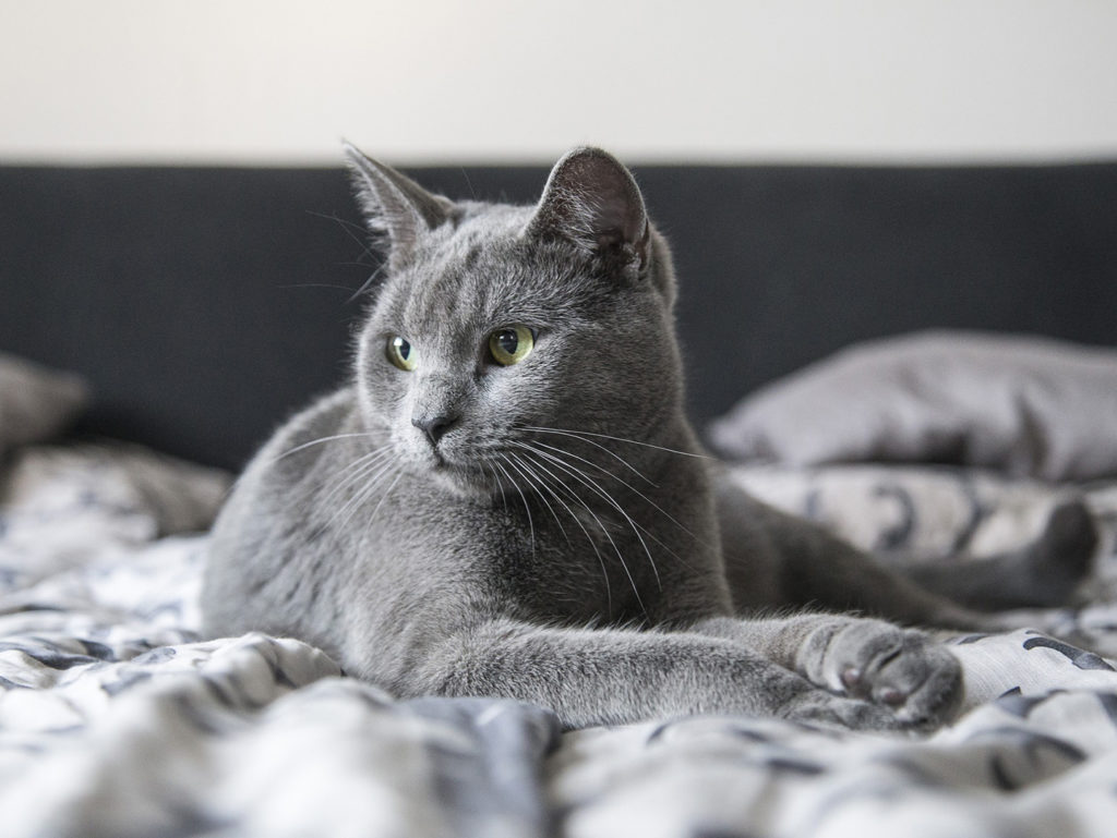 A grey cat sitting on a grey bed