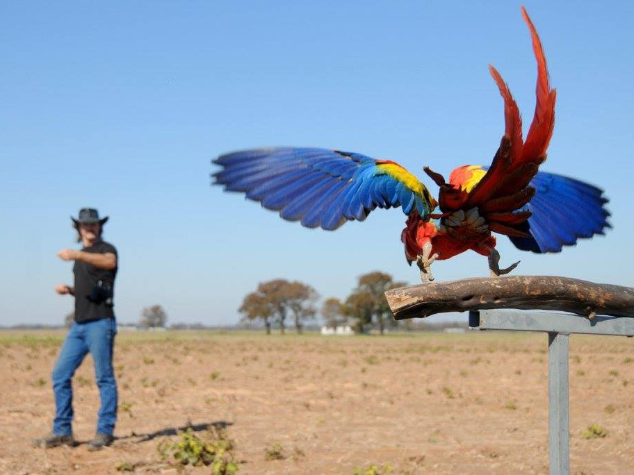 a man holding out his arm and a macaw flying toward it