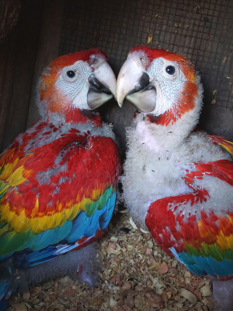two scarlet macaw chicks with some feathers
