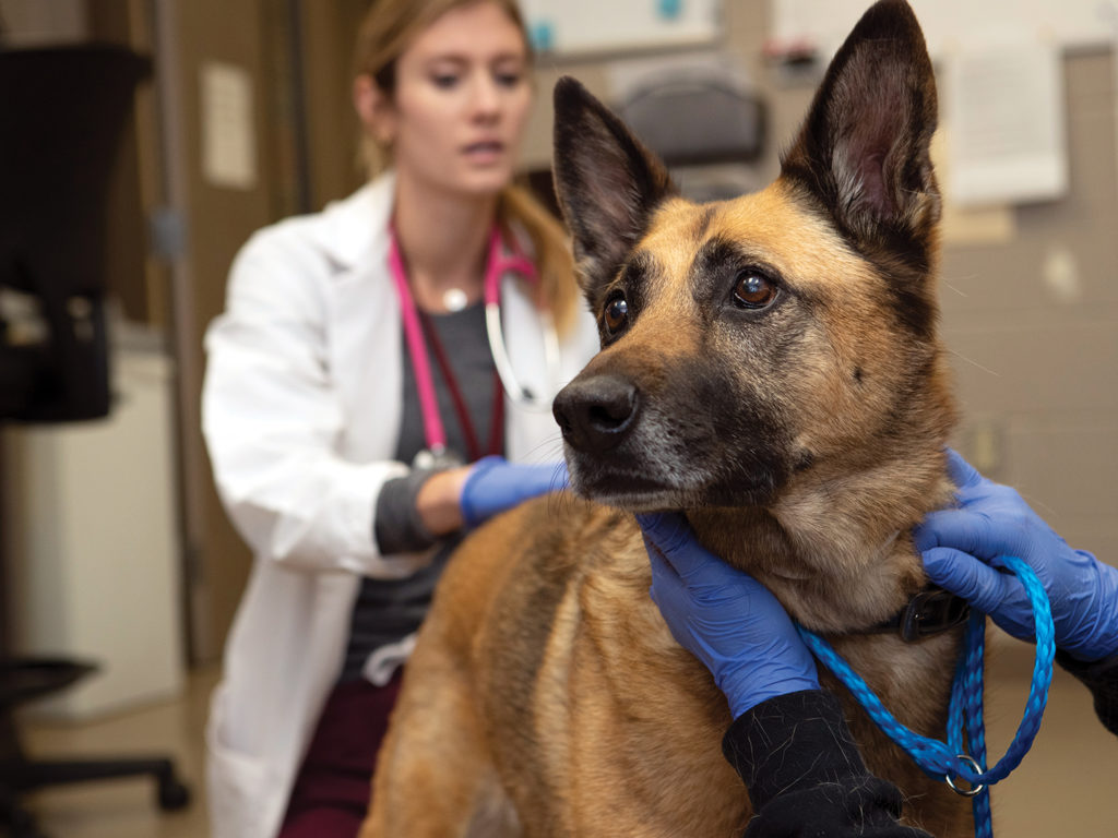 A brown and black dog being examined by a veterinarian