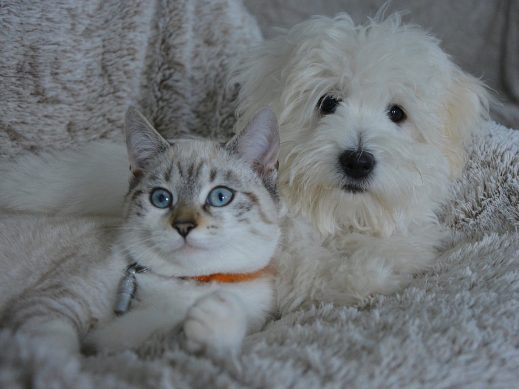 white dog and cat lying on a white blanket
