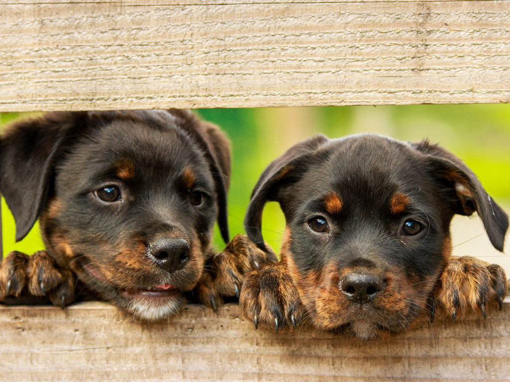 two rottweiler puppies looking through a fence