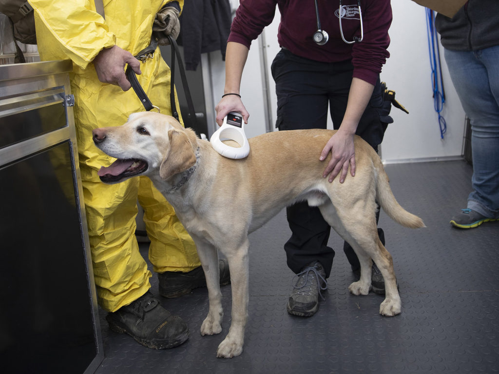 yellow lab getting scanned for a microchip