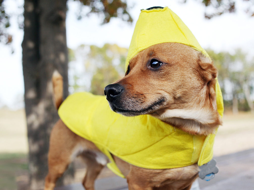 A dog in a banana costume