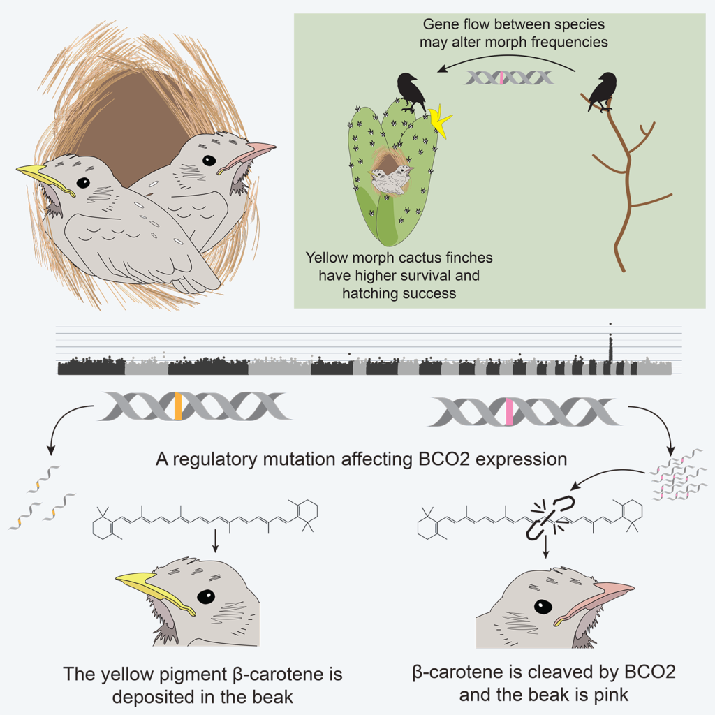 graphic showing the differences in gene expression in finches with yellow vs. pink beaks