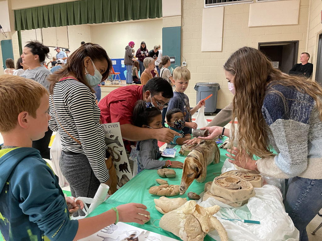 BIMS students talking to elementary students across a table covered with preserved animal models