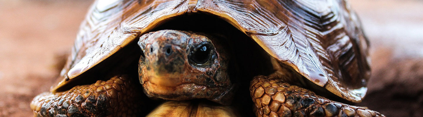 tortoise