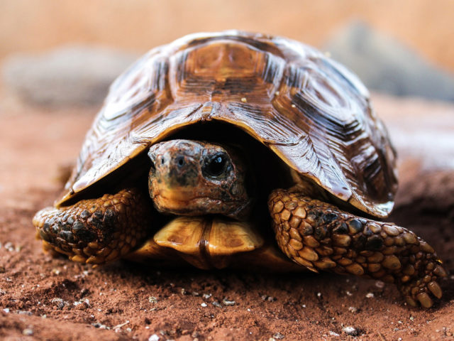 Turtle Brumation: The Benefits & Dangers Of The Hibernation Cycle