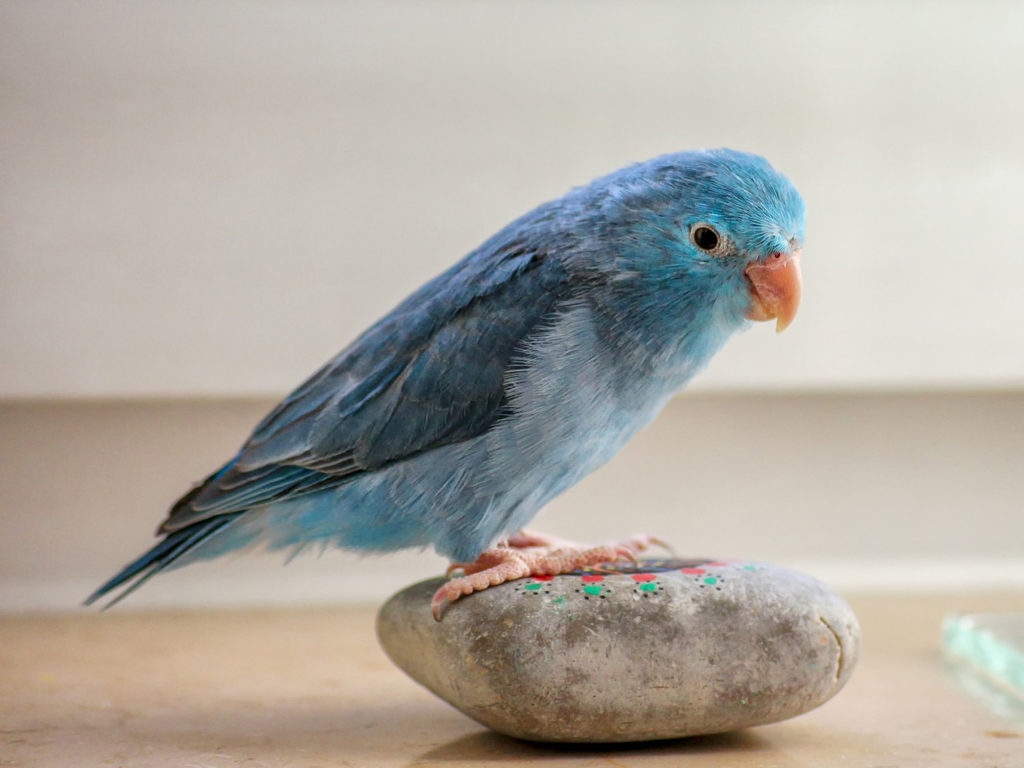 Blue parakeet standing on a rock