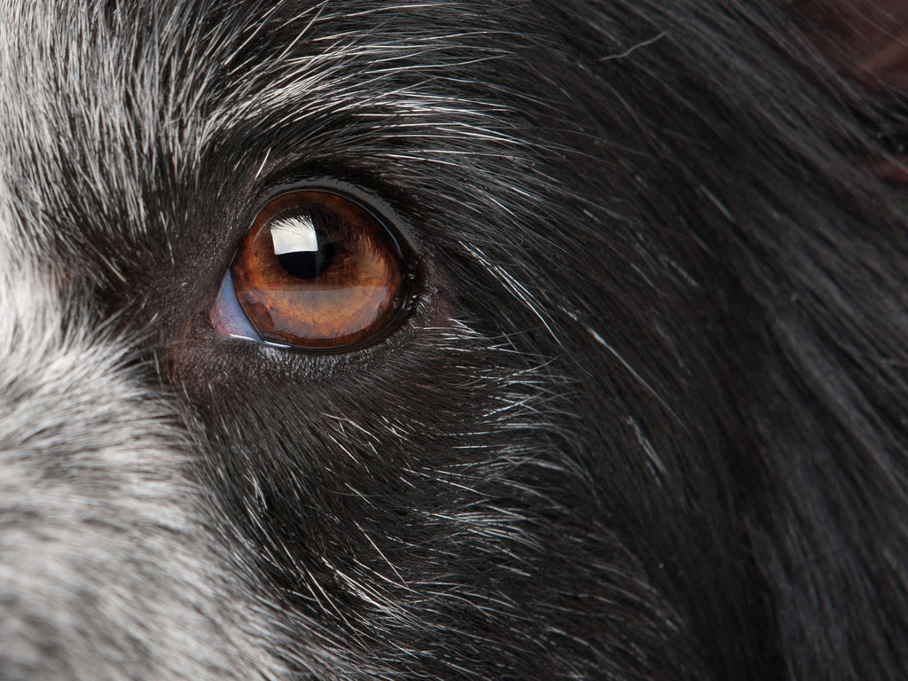 close up of a dog's eye