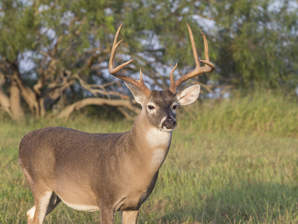 A white tailed buck