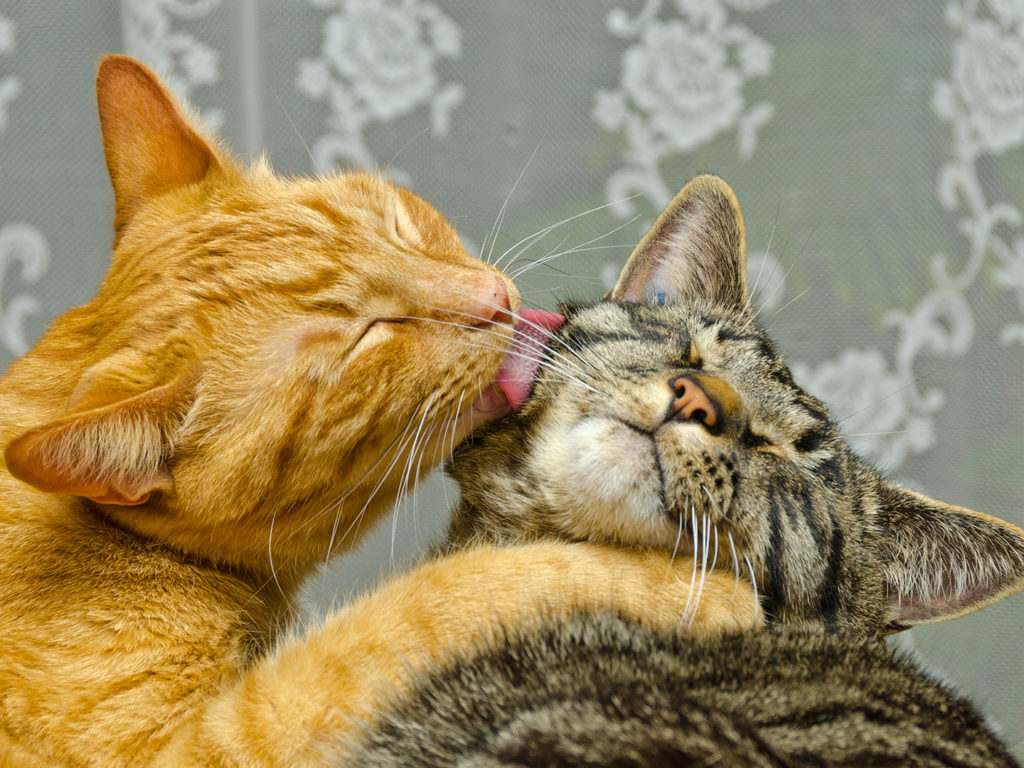 An orange tabby cat licking a brown tabby cat