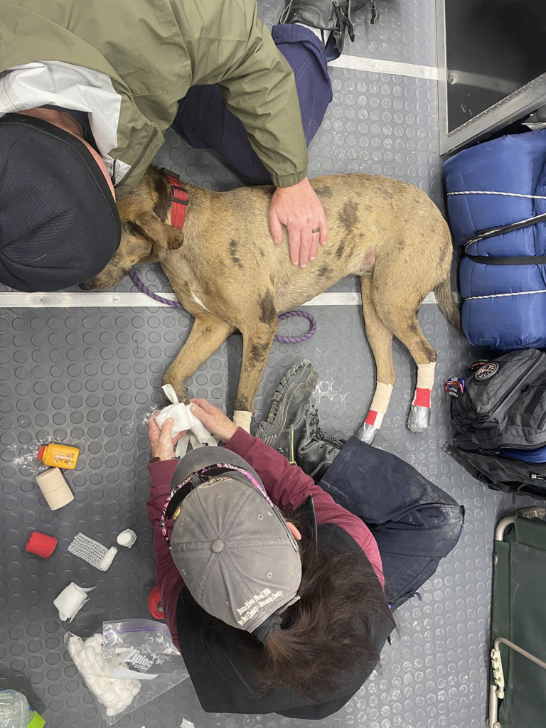 A VET member bandages a dog's paws