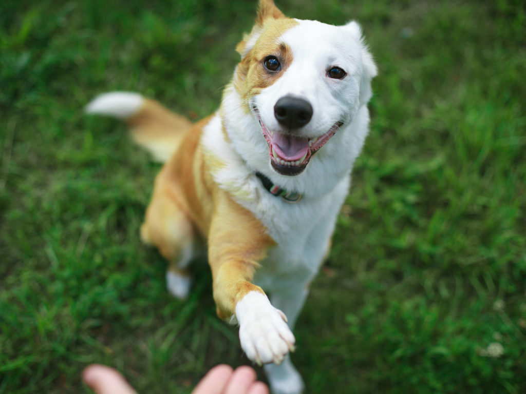 brown and white dog holding up a paw