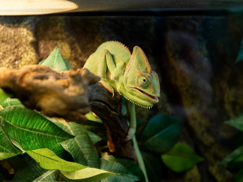 Chameleon in a tank