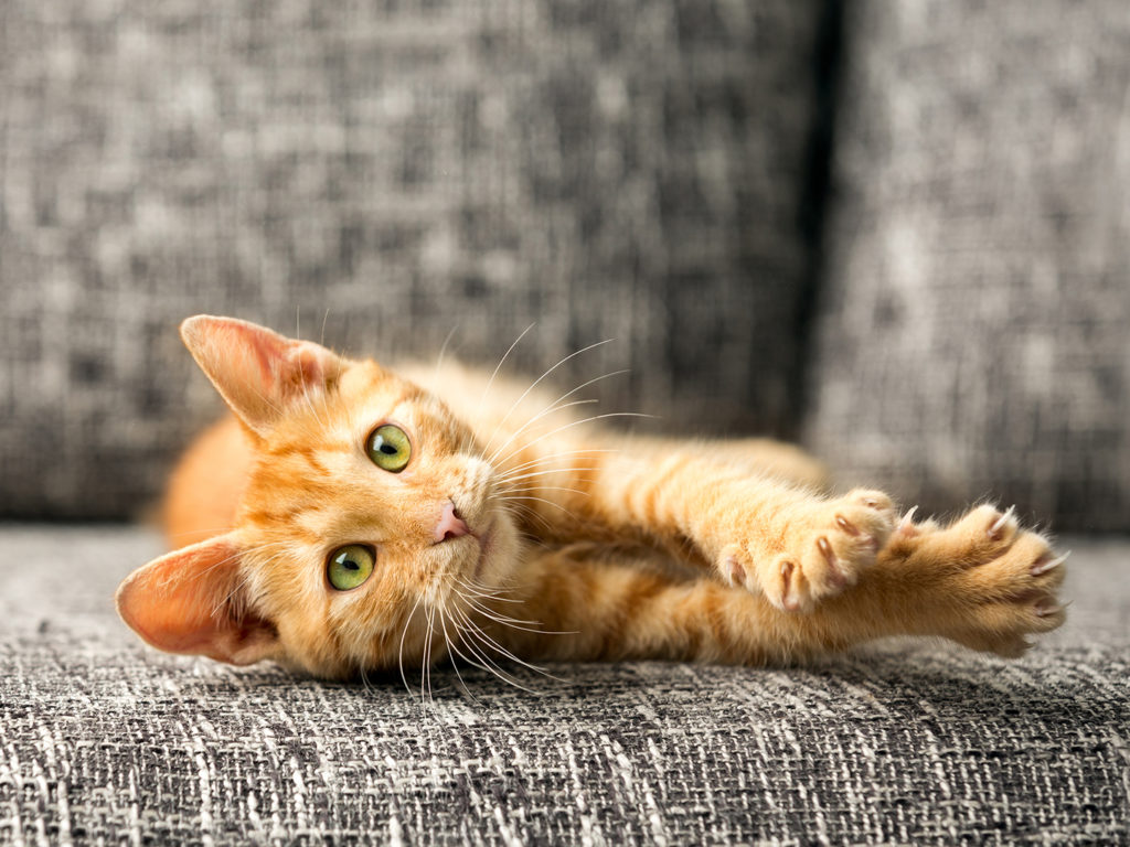 A orange tabby kitten laying on a couch