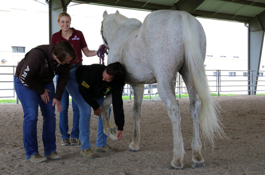VC member learning how to examine a horse's hoof