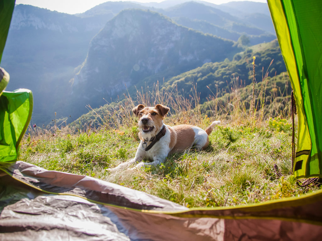 small dog sitting outside a tent in front of mountains
