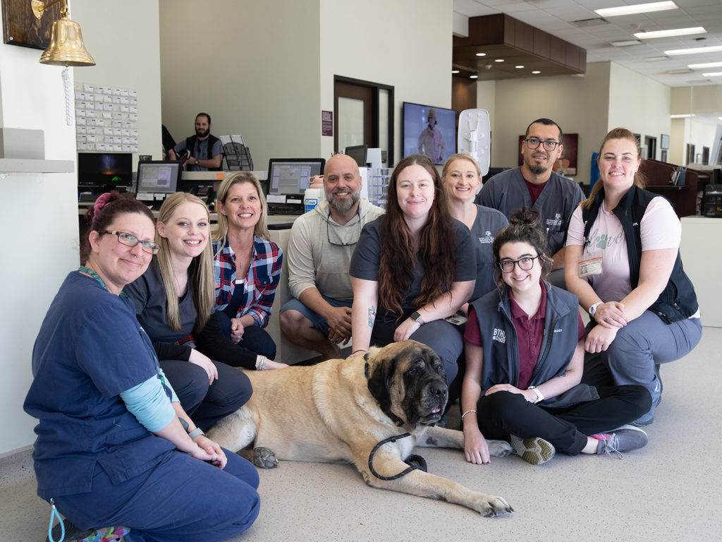 Henry lays on the floor surrounded by his owners and veterinary technicians