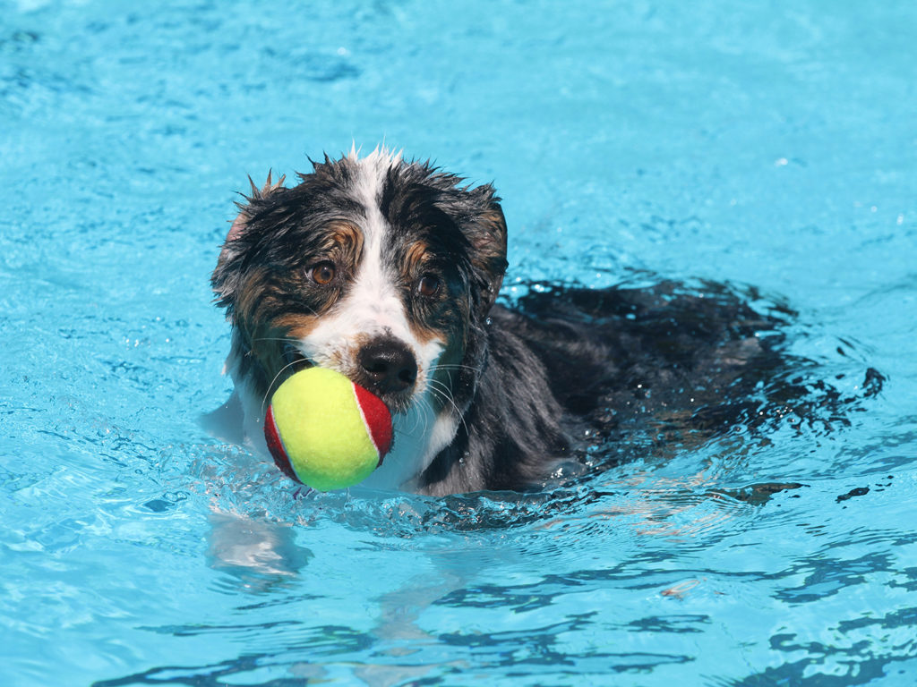 A dog carries his tennis ball while he plays in a swimming pool