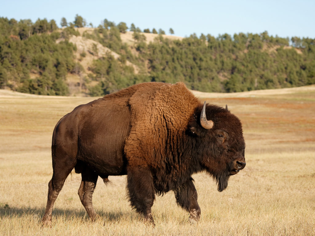 An american bison in the black hills of South Dakota