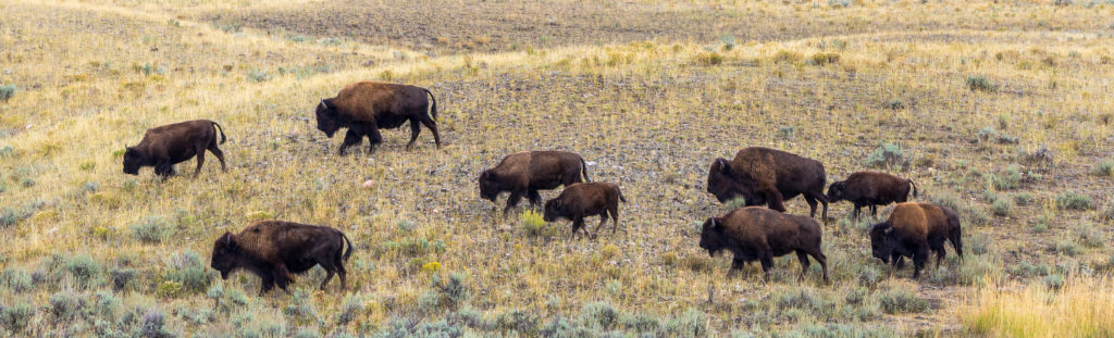 a herd of Bison in Yellowstone National Park