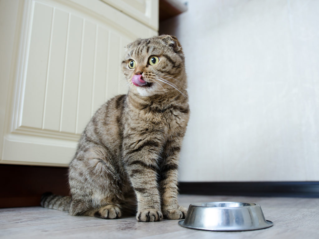 A Scottish fold cat licking its lips in front of a food bowl