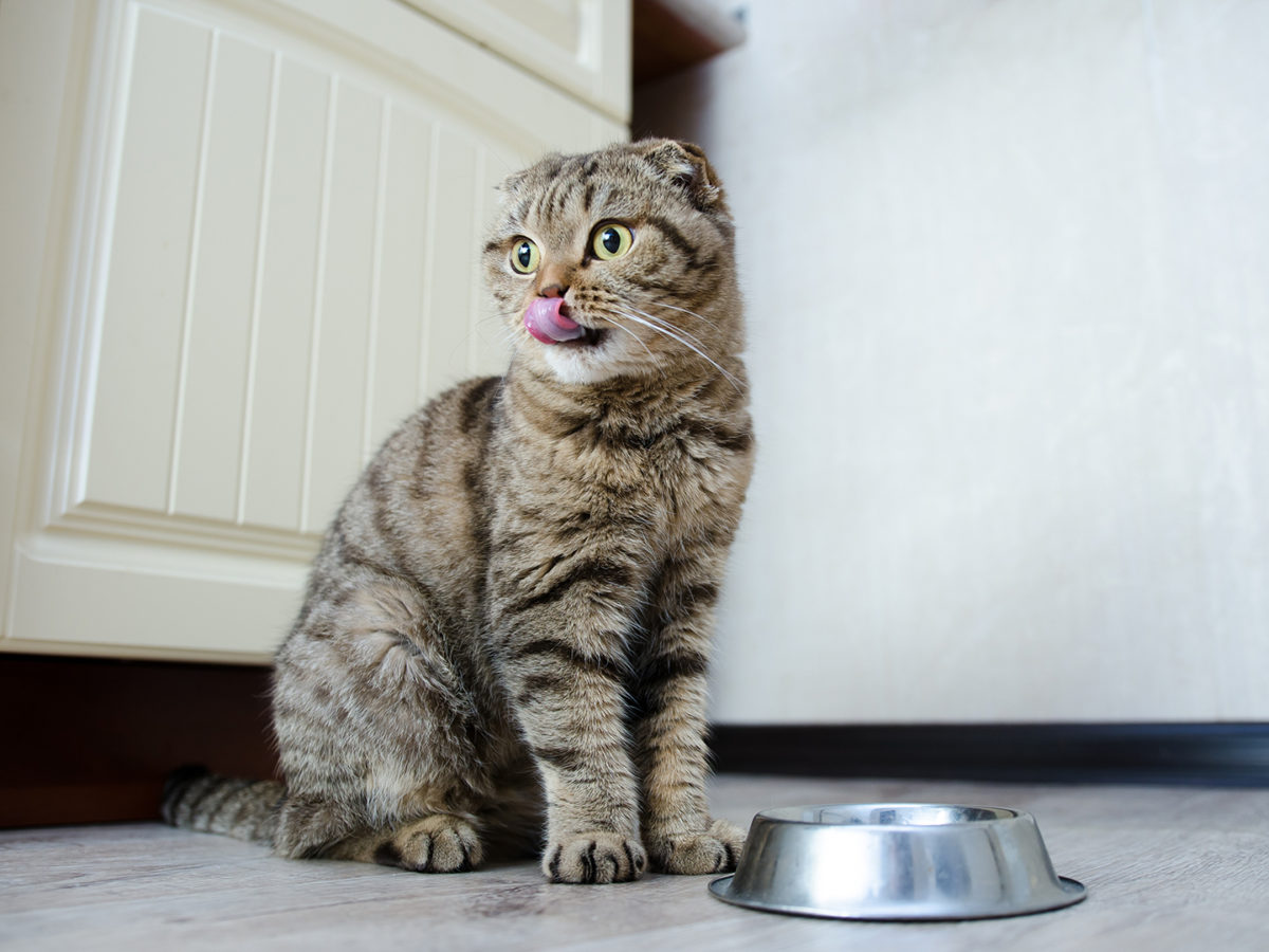 What To Know About Feeding Your Cat Prescription Food