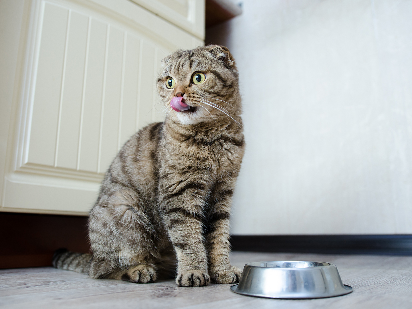 Can Healthy Cats Eat Prescription Food?