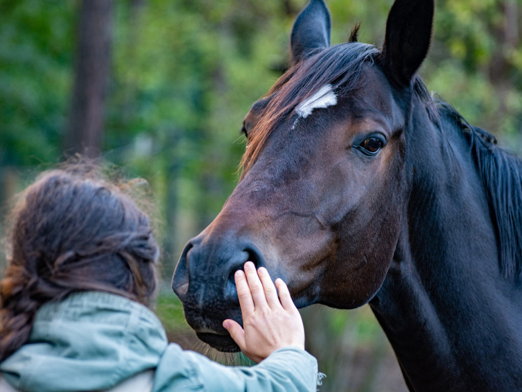 woman petting a brown horse's nose