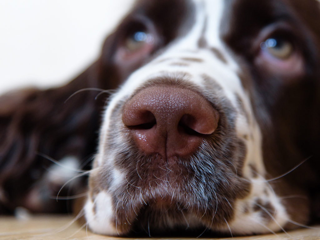 Close up of nose of English Springer Spaniel puppy dog lying on the floor