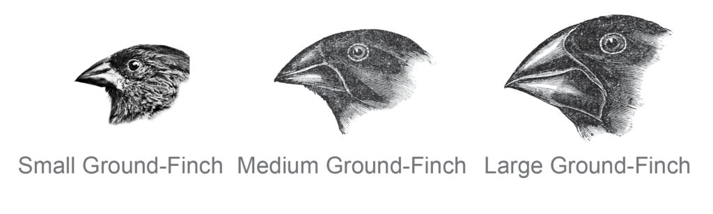Drawings of the heads of small, medium, and large ground finches